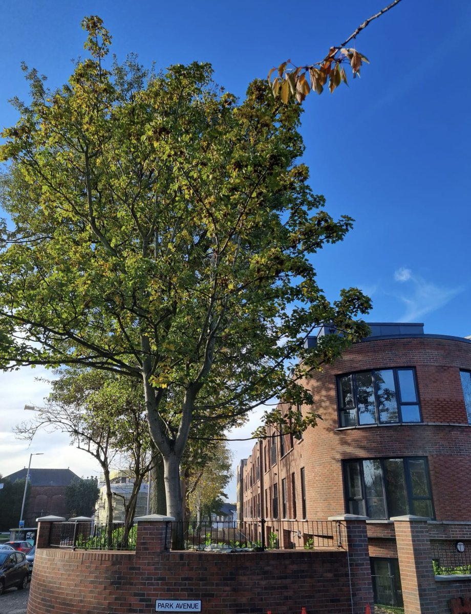 🏡Recently completed Park Avenue #Belfast

Began on site April 22, completed ahead of schedule this Jan, with a total of 90 new homes.

A mixed tenure residential development; 63 of these for social housing, the other 27 for private rent.

#housing  #constreuction <a href="/Choice_Housing/">Choice</a>