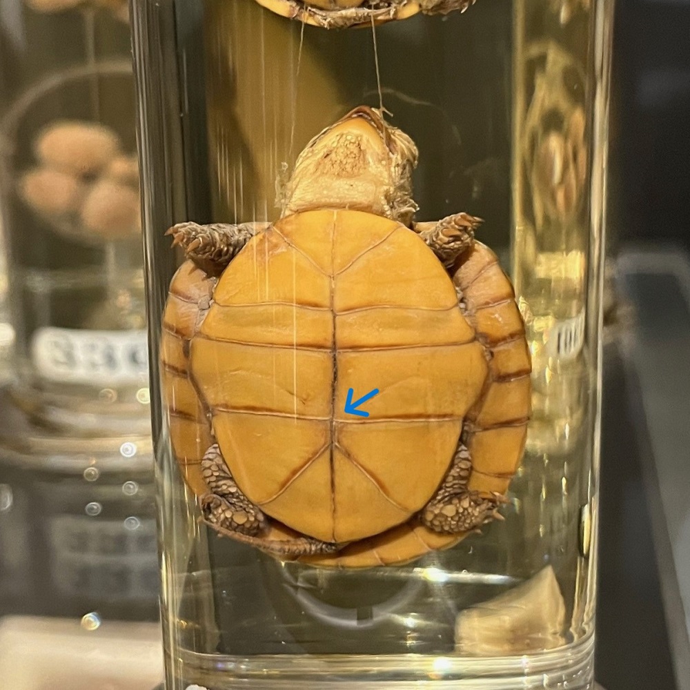 These three young tortoises were prepared by Hunter to show the closing of the umbilical aperture. This is where the yolk sac would be attached to the underside of the tortoise (plastron) when in the egg. The tortoises are in age order with the youngest at the top.