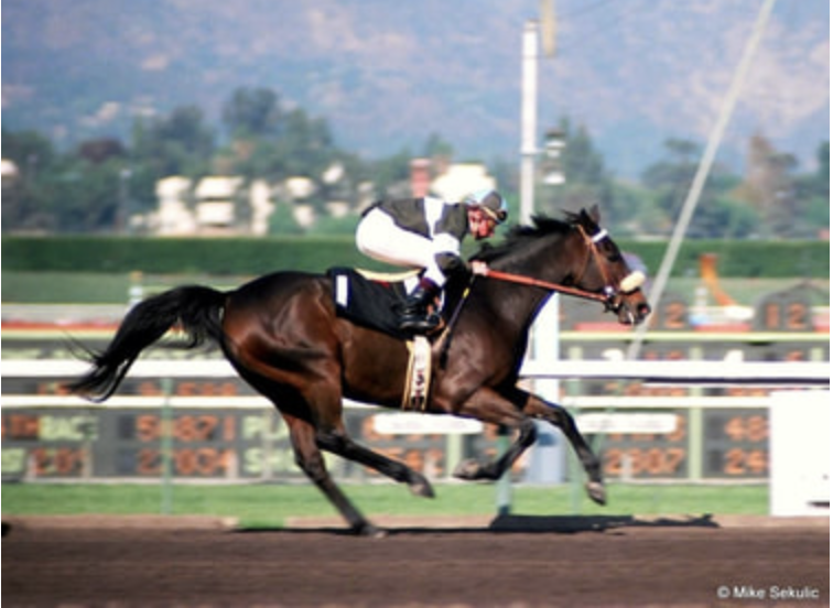 USASteeplechase's tweet photo. Your FAVORITE racehorse starting with the letter 'J' is _________? ๐ง
#JohnHenry #Justify #Jezki #JayTrump
๐ธPeter Morgan/AP
๐ธPat Healy Photography https://t.co/11dm8o2PfA
