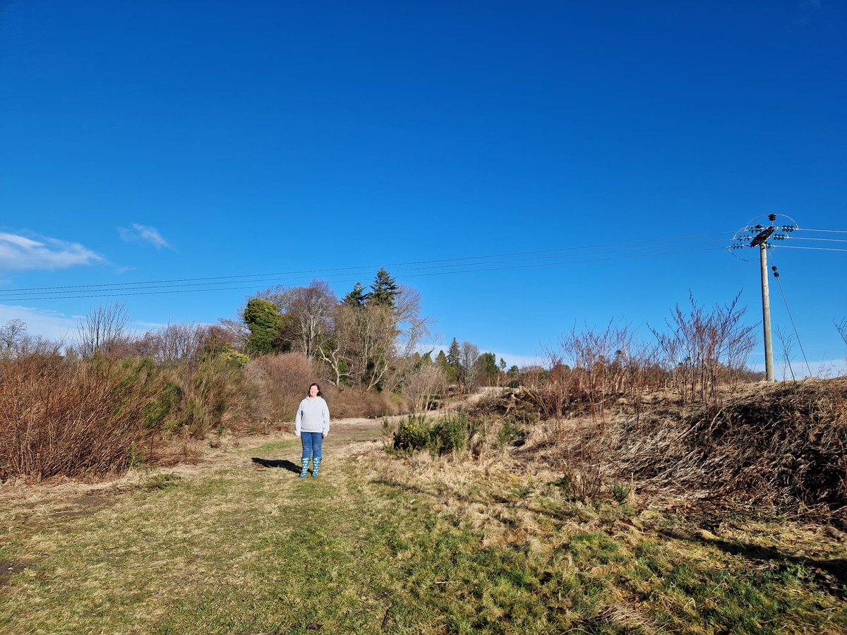 Some before and after photos of Japanese Knotweed treatment on the Lossie. The landowner has kindly knocked down the dead stems and we will be back later in the year to check on regrowth. Check out the latest @SISI_project blog post: invasivespeciesscot.home.blog/2024/02/21/put…