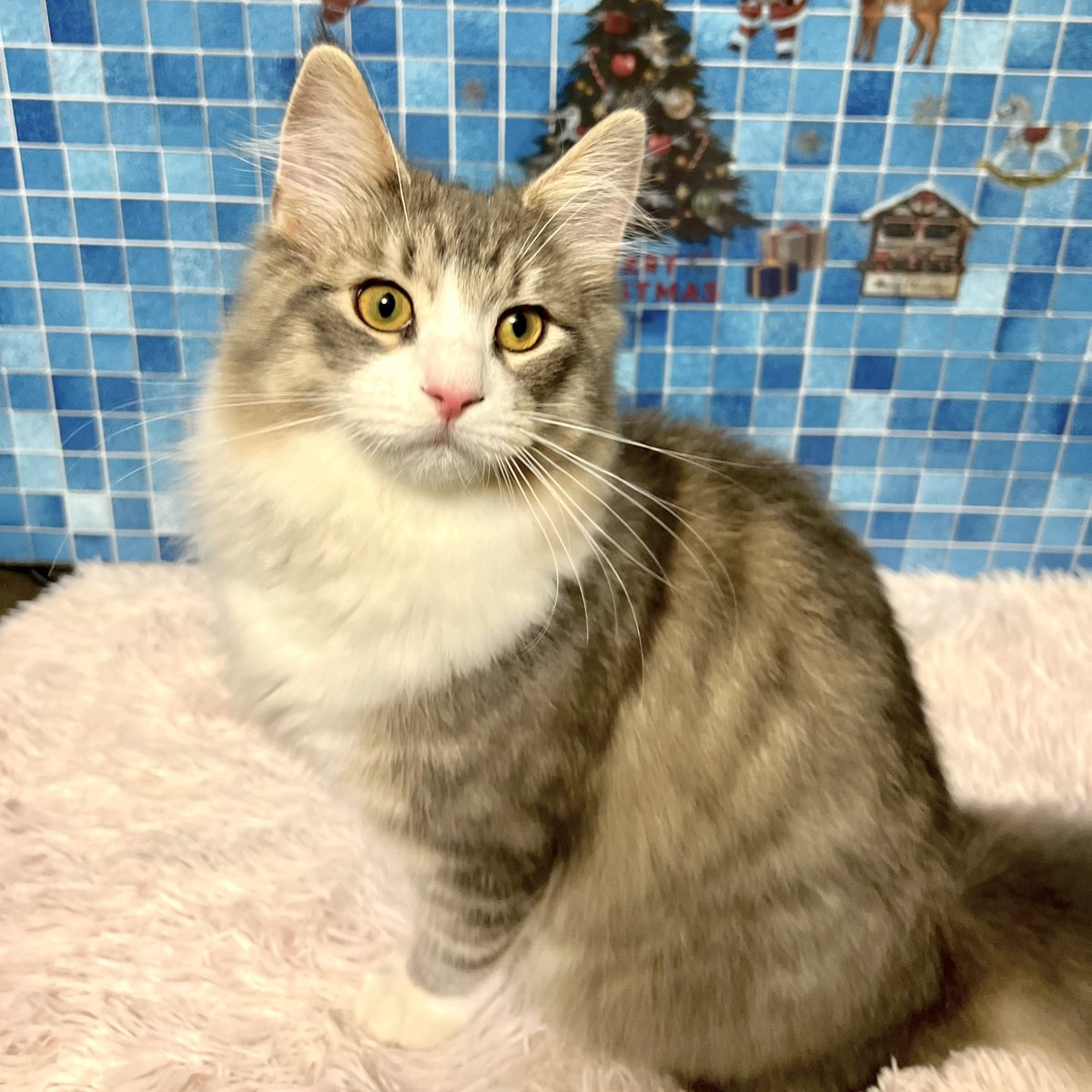 norucats5's tweet photo. @K34775156K 素敵な企画見つけました🩷
ノルウェージャンのコークですにゃ🐱 https://t.co/7kQQEj51tR