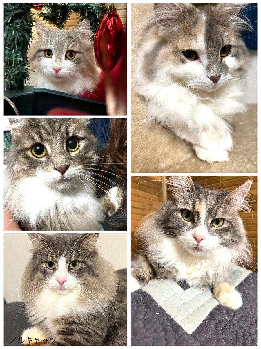 norucats5's tweet photo. #猫の日 https://t.co/DqAexqGohi