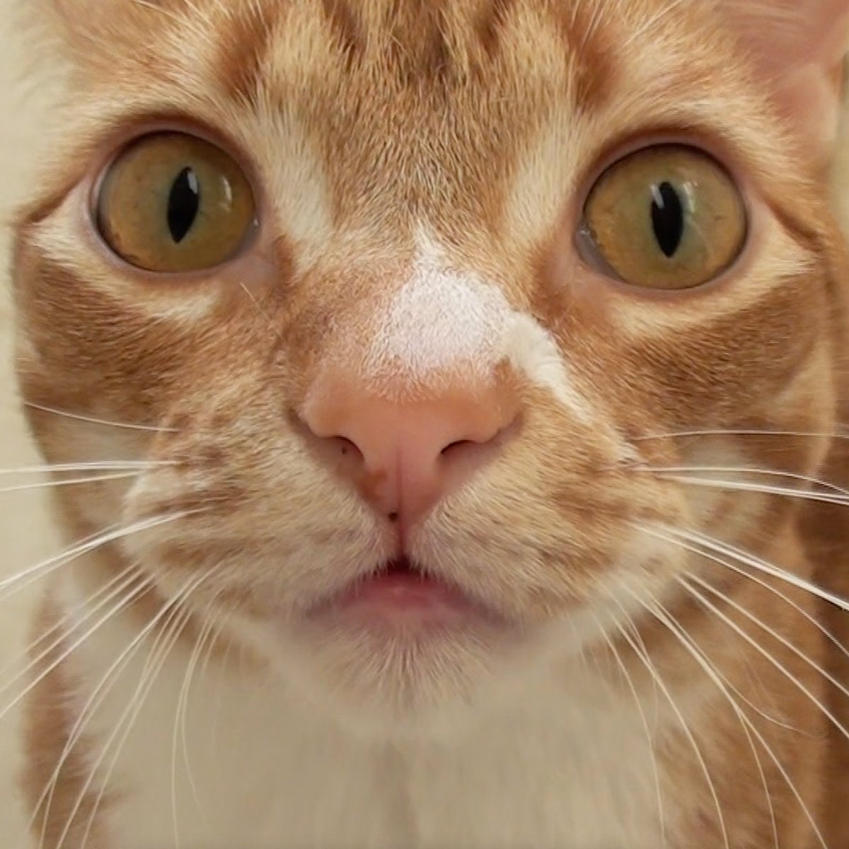 ColeTheBlackCat's tweet photo. Marmalade and is meowgical face... pre lip freckles! 🥰🧡
#GingerCats #OrangeCatsAreDifferent #TeamMarm #Cats #CatsOfTwitter https://t.co/PjEnPeFIri