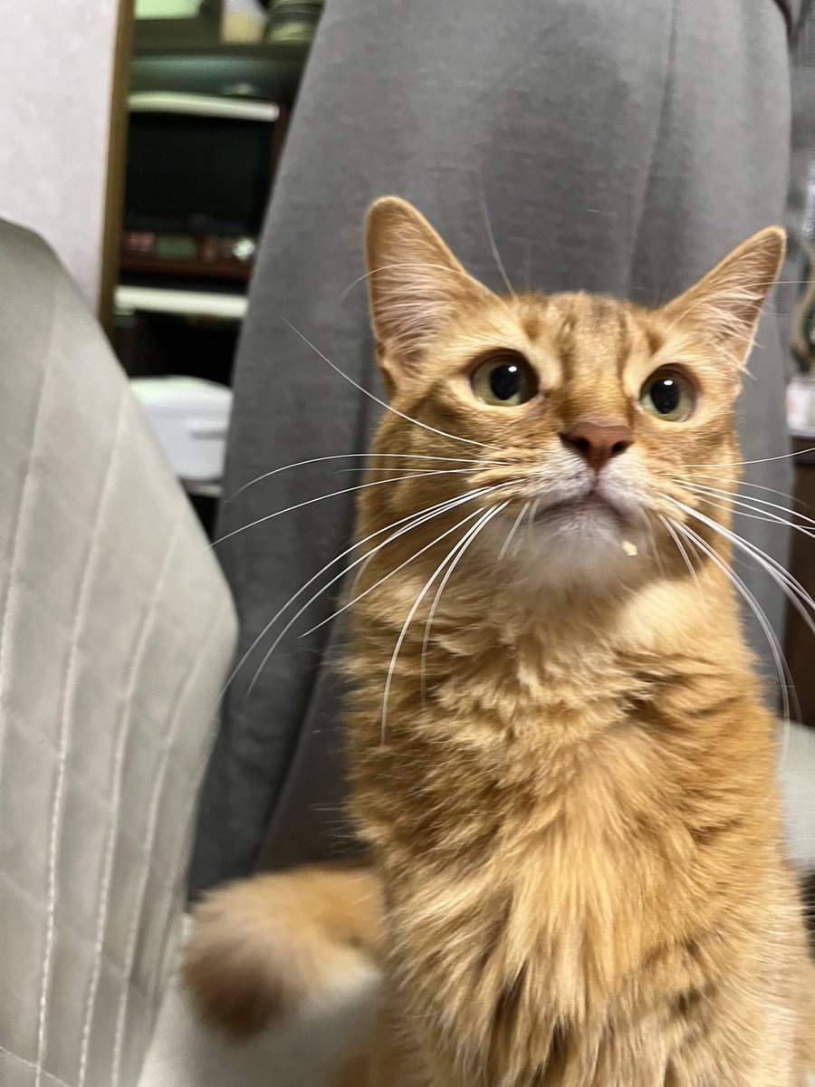 noame65322's tweet photo. @uchinokomaker 決めポーズ✨️でも、かつお節付いてるよ🤣

 #猫の日  #ソマリ https://t.co/h4S4JIASgg