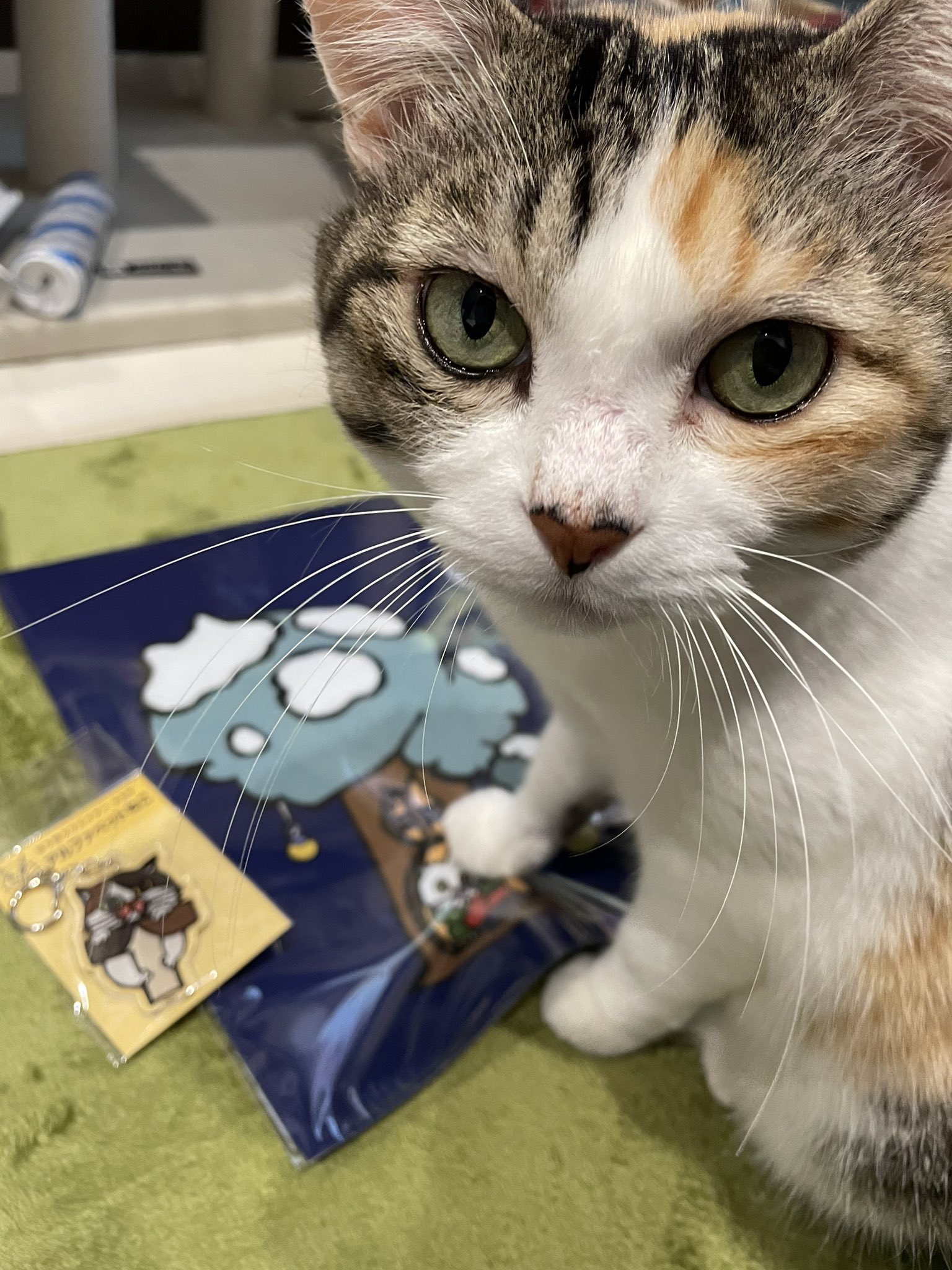 ゆこの⭐︎アルファベットネコ ゆこの⭐︎アルファベットネコ 日本語のABCの歌 ♪猫と一緒に