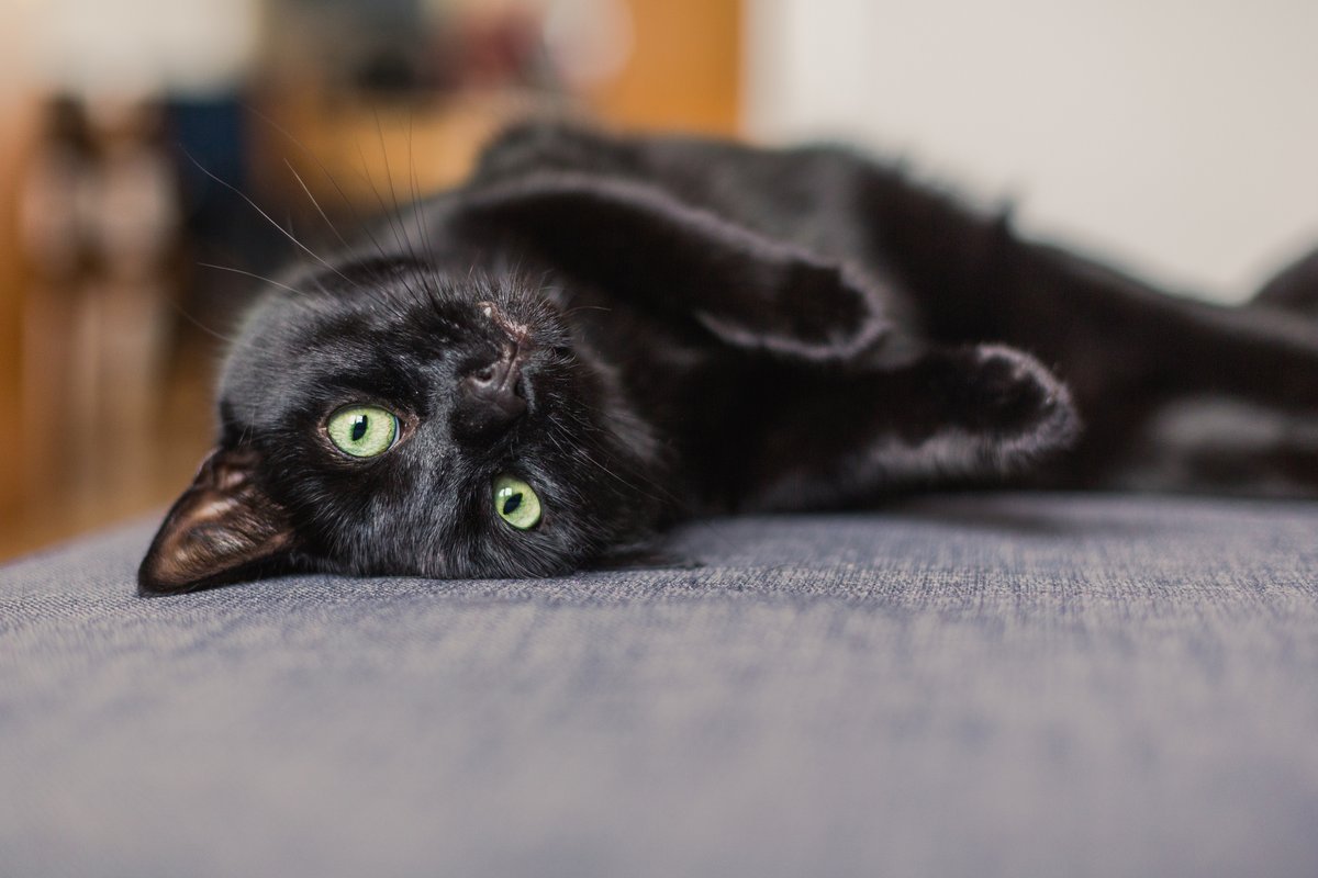 CDC_NCEZID's tweet image. Cats can provide emotional support and improve the mood of their owners. 🐈 To give back to these purr-fect felines, stay on top of your cat’s vet check-ups and vaccinations. 

Learn more: bit.ly/HPHPcats 
#NationalCatHealthMonth
