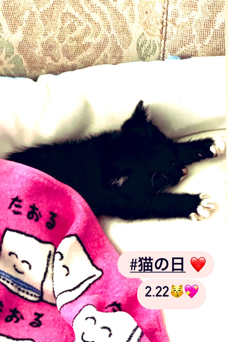 seraphina714's tweet image. 今日は猫の日でした🩵

#猫の日
#毎日が猫の日 
#MIYAVI