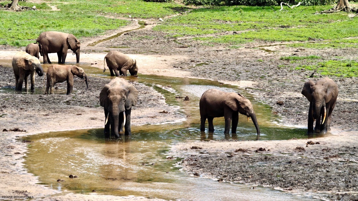 FoFCampaign's tweet photo. The proposed U.S. Foundation for International Conservation Act (#USFICA) would help secure the financing necessary for long-term management of protected areas.

If you're in the U.S., urge your Congress members to co-sponsor it: https://t.co/HAikODoWrM #FramingOurFuture https://t.co/yMRDwAGJCD