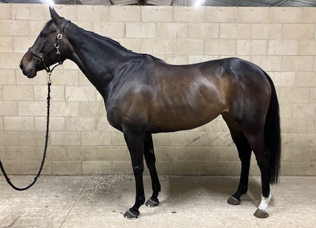 ThoroughBid tweet media