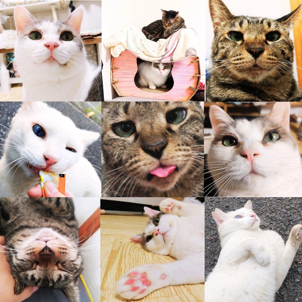 ♡ねこページ♡ GG8pyoQbEAAmhnn.jpg