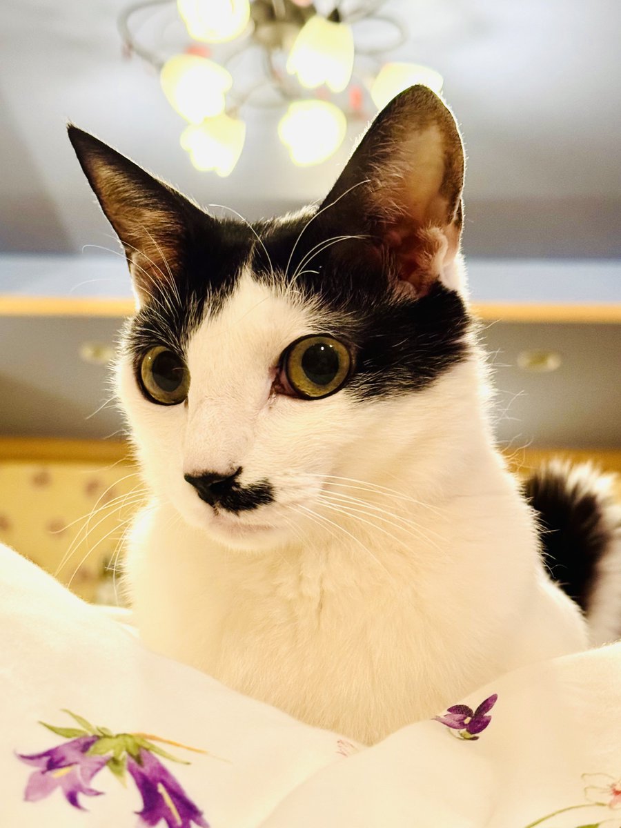 原田オーダー猫ちゃん 原田オーダー猫ちゃん 原田オーダー猫ちゃん Reiko Harada