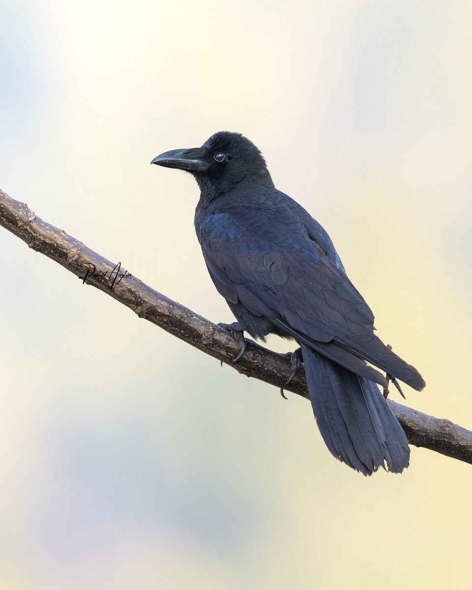 Large-billed Crow (Corvus macrorhynchos) Islamabad - 🇵🇰 @OrnithoPakistan @ThePhotoHour @IndiAves #birdsseenin2024 @orientbirdclub