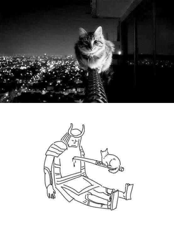 Why you should have a cat (@shouldhavecat) on Twitter photo 