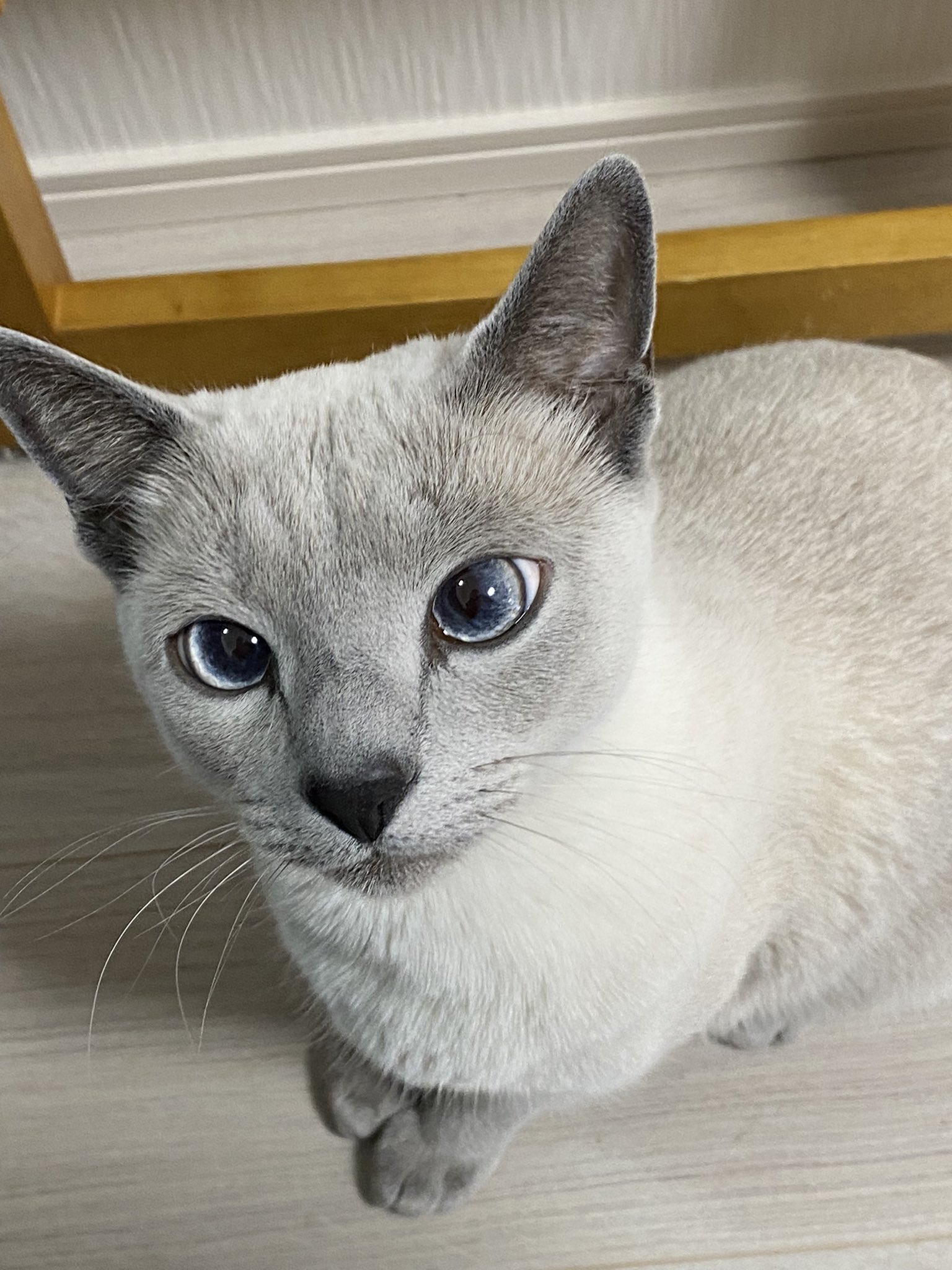 玲🐈‍⬛Russian blue (@RayRussianblue) / X