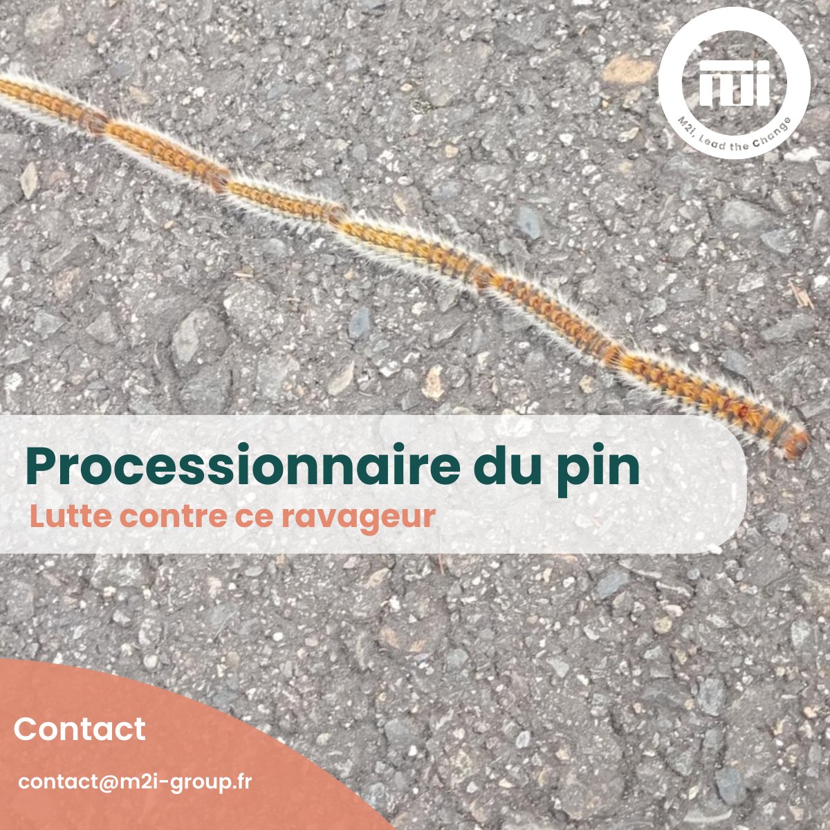 Les chenilles processionnaires du pin font leur retour en force, il est donc important de se procurer des solutions de biocontrôle pour protéger les cultures.
Par nos innovations, M2i Group dispose de plusieurs solutions que ce soit pour les amateurs ou les professionnels. 🐛