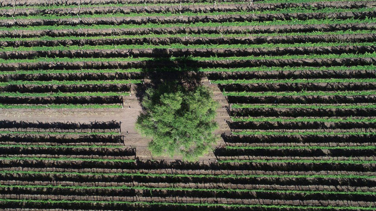 Rincón Bon Vivant 🍴 tweet media