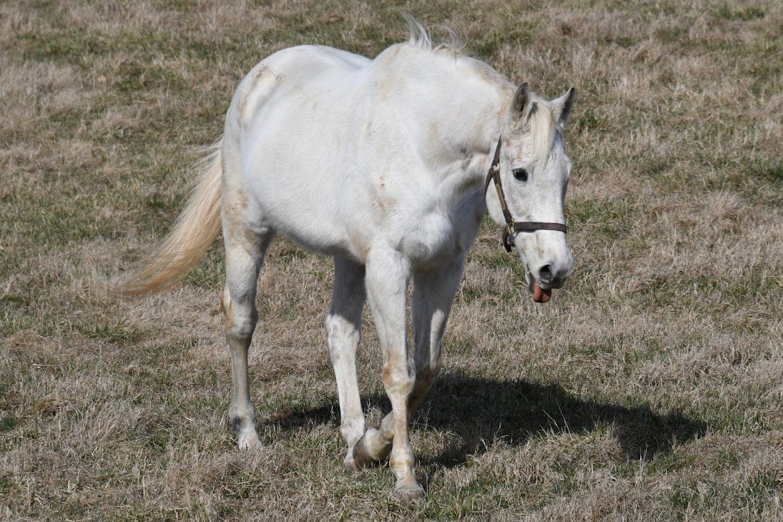 Today is the day! The one &amp; only SILVER CHARM, elder statesmen of Kentucky Derby winners turns 30-years-old! He’s getting lots of carrots, &amp; scored some Mrs. Pastures from Michael. Silver Charm’s birthday bash is Sat from 12–3 &amp; guess what–you’re invited! Photo © Laura Battles