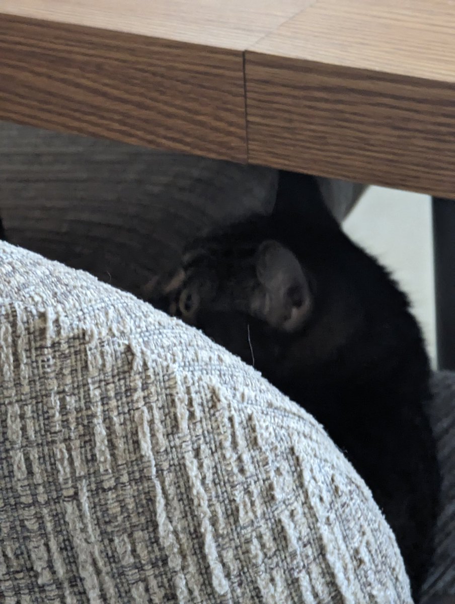 // I'm still here lol 

here's a pic of my older cousin's cat ,, her name is chompers and she's sassy