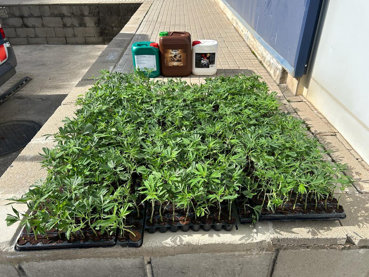 Aturem un vehicle en un control policial a Òdena i veiem el conductor molt nerviós. En l'escorcoll hi localitzem 705 plantes de marihuana i garrafes de fertilitzant. Detingut

En la lluita contra el narcotràfic tot suma. L'Activitat policial o la col·laboració ciutadana