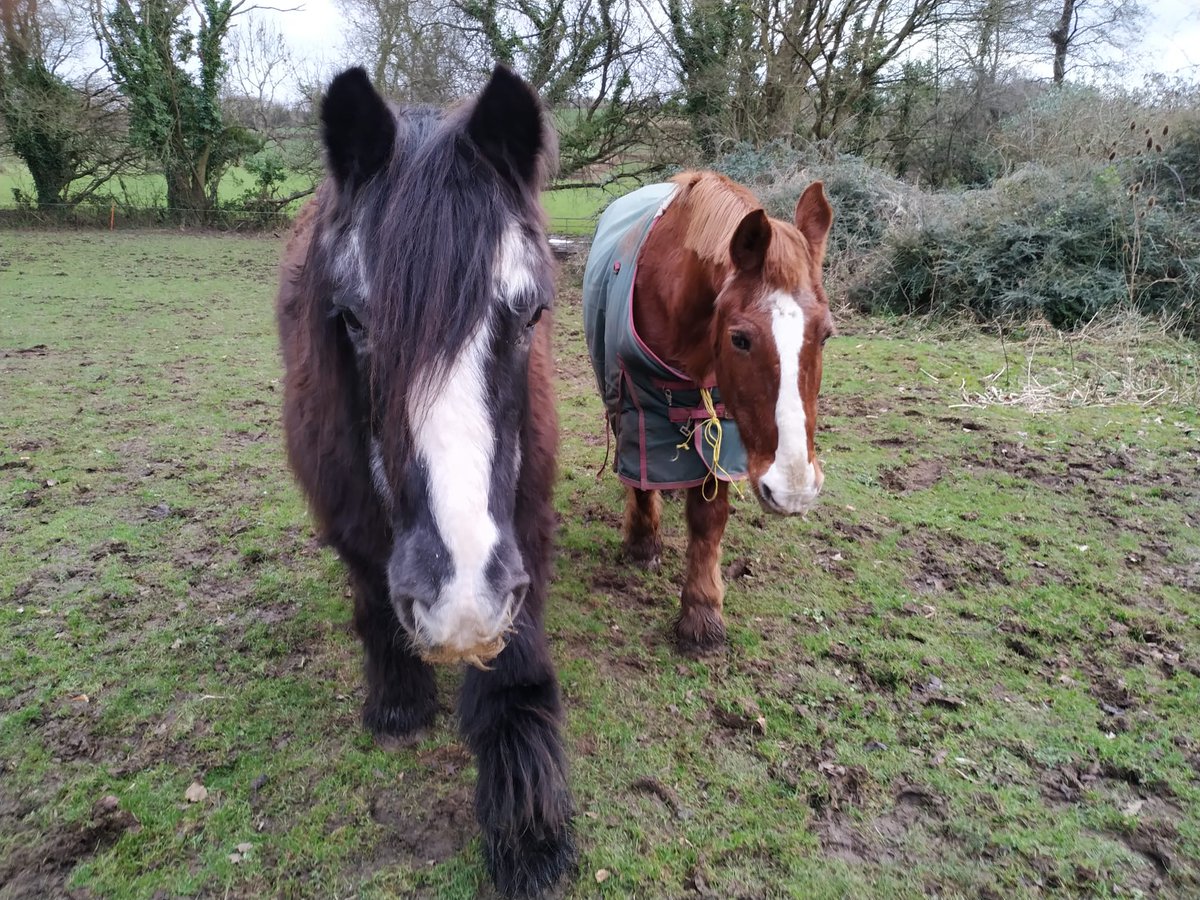 Twitter I need your help. A very close friend of mine had her dad suddenly pass away and because of various reasons these beautiful older horses could be homeless in a week and that does mean they could be put down.

We absolutely don't want this to happen. Can you help?