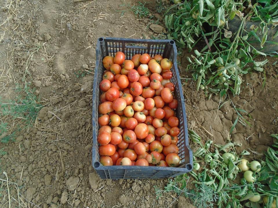 FIDAfriqueOuest's tweet photo. Quelques images de la visite de deux sites maraîchers à Kaédi par la mission de supervision @Prodefi_Mr , un projet financé par le #FIDA et le gouvernement de la #Mauritanie . 

De bonnes récoltes en perspectives 🍅🥬🥦🌶️🫑 https://t.co/joFYgErdGc