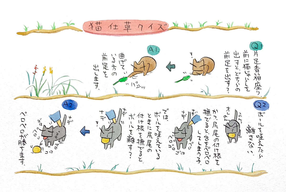 目つきの鋭い弟猫。顔だけ見るといつも怒っているように見えるが、尻尾はいつも天を差し、歩き方もスキップ混じりのご機嫌さん。仕草の方が感情を読み取れる。