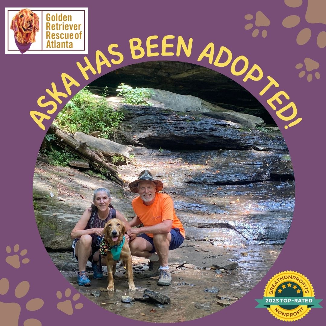 grratlanta's tweet photo. The Hayden Family adopted Aska! She is loving all of the new experiences &amp; adventures she's having with her mom &amp; dad. Help us celebrate this wonderful new family! Visit https://t.co/YeZWCwJGgJ to learn how you can adopt one of our #GRRAAdoptableDogs. https://t.co/ql9URs0p2n