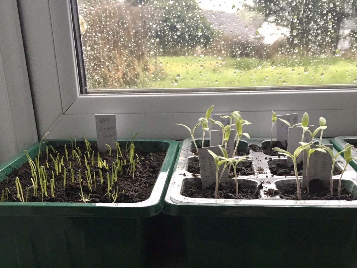 It’s wet and windy here at The Devon Patch, but the leeks and tomatoes are reaching for the sky! I think even the rice crop has too much water🤣🤣🤣 #devonpatch #tomatoseedlings #seedtrays #leekseedlings