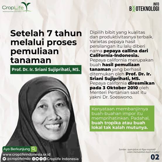 KKusumawardani's tweet photo. Amal jariyah alm. Prof. Sriani. Pemuliaan Pepaya Calina sampai 7 tahun.

Diubah nama oleh distributor menjadi California agar laku dan terbukti lebih laku dan mudah ditemukan di supermarket/pasar terdekatmu karena manis, renyah, dan berwarna jingga cenderung merah yg menarik. https://t.co/uOqiII7pEX