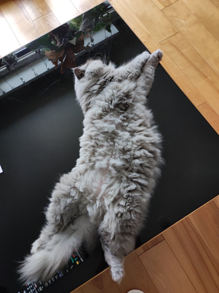 pake0413's tweet photo. 猫の日なので
デラックス
#猫の日 #ブリティッシュロングヘア https://t.co/Vtk9BRqNzz