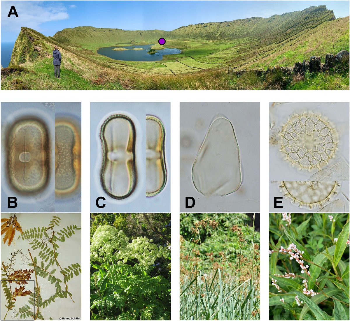 Another great multidisciplinary study from the #Azores led by Simon Connor is out! sciencedirect.com/science/articl… Feeling grateful for the opportunity to be part of this work from a rather stunning place!