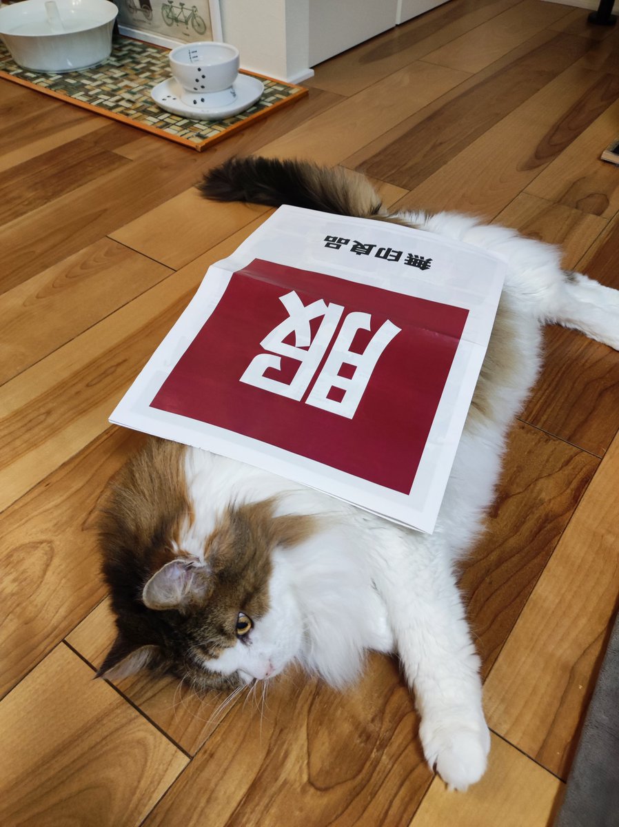 pake0413's tweet photo. 猫の日なので
服を着た写真でも
#猫の日 #メインクーン https://t.co/sgDKvSH5Jl