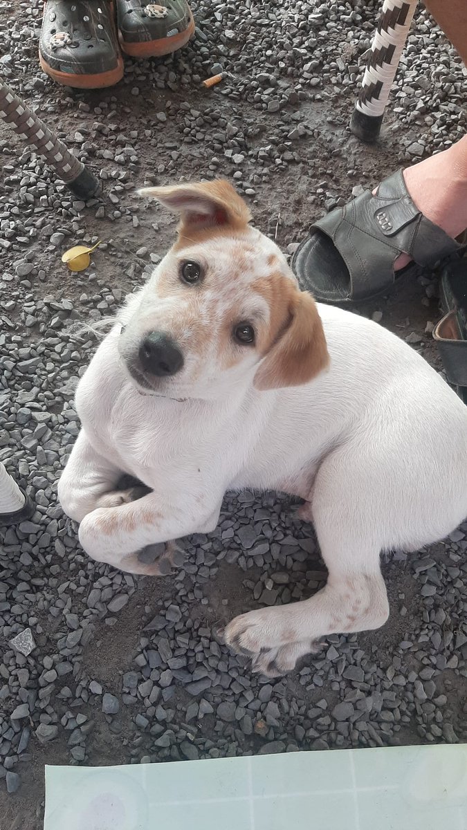 Bánh Tráng Trộn🐾 tweet media