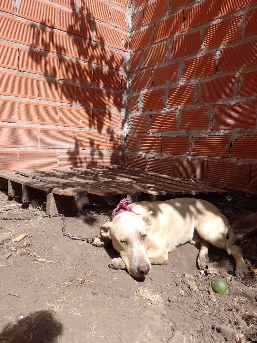 HugoTanco's tweet photo. Lo tienen atado con estos calores y llora todo el día. El dueño lo da en adopción macho aproximadamente 6 meses tamaño grande. Esta en la reja, Moreno me ayudan a difundir para encontrarle un lugar? Contacto: 1151577090 Lucía https://t.co/AQmiKeTY9Q