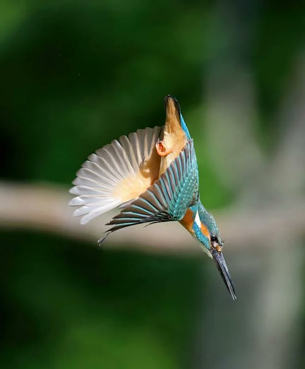 The Sabin Center (@wfusabincenter) on Twitter photo Some of the highest recorded mercury levels are being detected among South American birds. Gold mining in the Peruvian Amazon may be to blame, per new research from <a href="/LuisFernandez0/">Luis E. Fernandez</a>, <a href="/silmanmr/">Miles Silman</a> and peers correlating contamination in lakes to area birds. tinyurl.com/47wh63em Some of the highest recorded mercury levels are being detected among South American birds. Gold mining in the Peruvian Amazon may be to blame, per new research from <a href="/LuisFernandez0/">Luis E. Fernandez</a>, <a href="/silmanmr/">Miles Silman</a> and peers correlating contamination in lakes to area birds. tinyurl.com/47wh63em