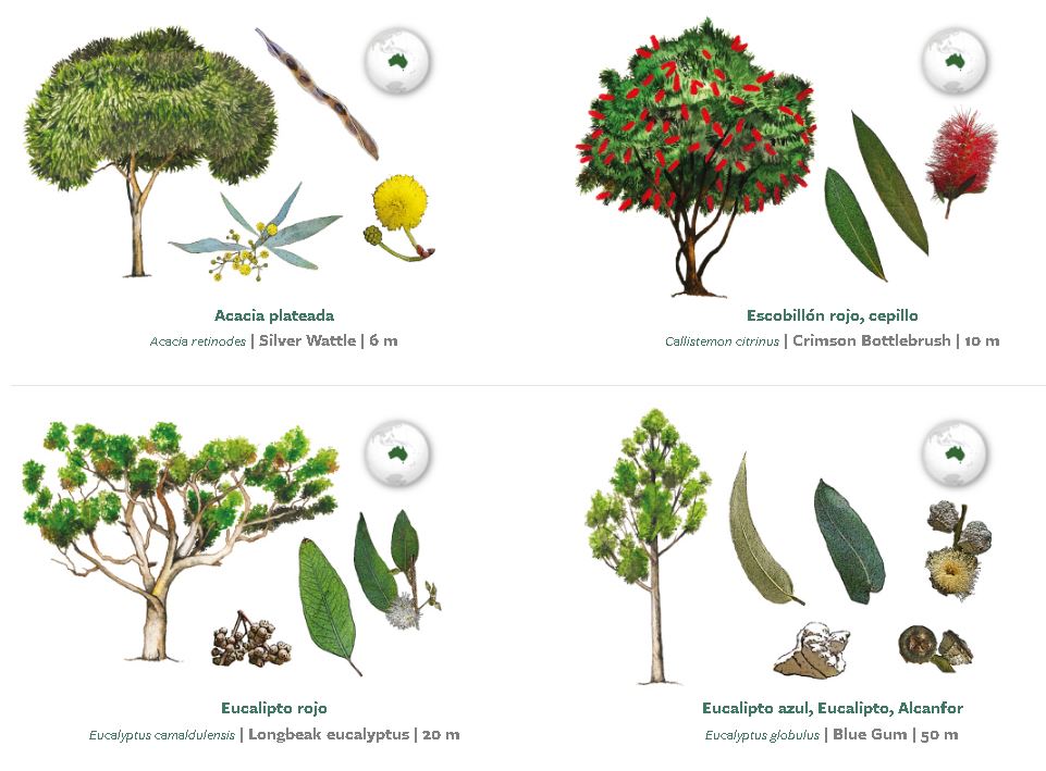 CONABIO's tweet photo. 🌳¡Conoce a los árboles de tu ciudad!🌳

Esta página contiene herramientas para que puedas reconocer a los árboles comunes de tu ciudad.

https://t.co/lbIhdvCTc8 https://t.co/23lY6tjMa7