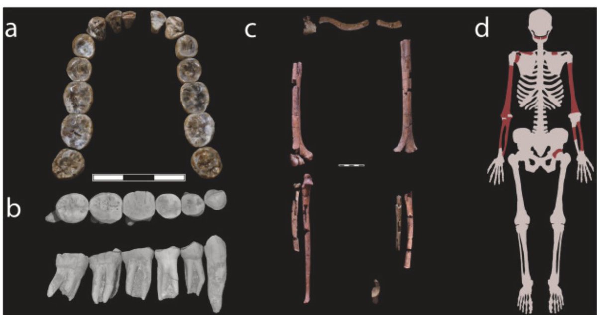 Carrie Mongle (@carriemongle) on Twitter photo Have you ever wished there was a way to associate fossil teeth with postcranial material? Like, maybe they should have a similar chemical signature if they fossilized together? π§
Happy to have a played a small role in this cool project led by <a href="/presentt/">Ted Present π π
</a>!
authors.elsevier.com/c/1iboR_6JeyQbβ¦ Have you ever wished there was a way to associate fossil teeth with postcranial material? Like, maybe they should have a similar chemical signature if they fossilized together? π§
Happy to have a played a small role in this cool project led by <a href="/presentt/">Ted Present π π
</a>!
authors.elsevier.com/c/1iboR_6JeyQbβ¦
