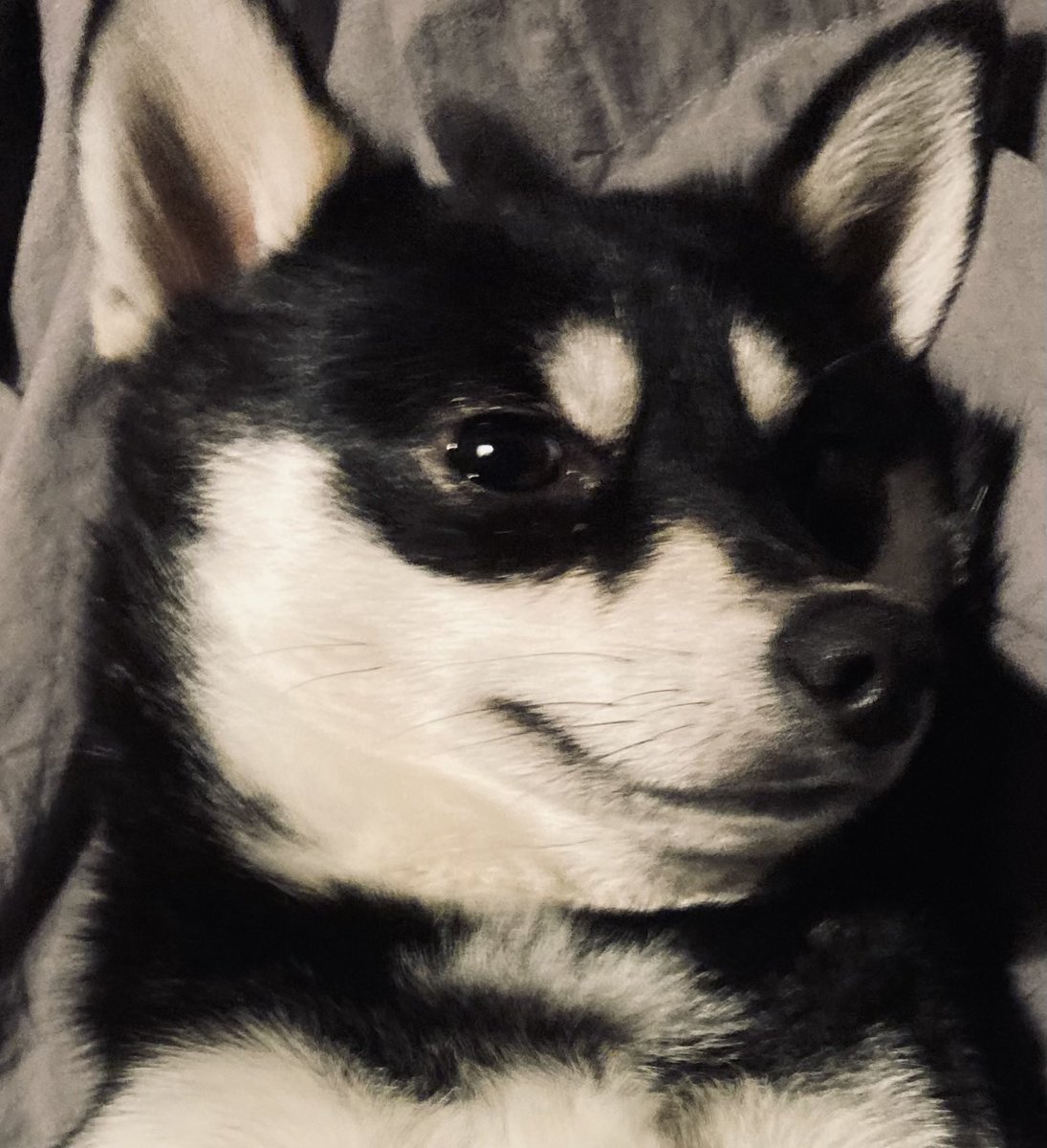 jessetwitsnow's tweet photo. Mijn Roos-Racoon 💝💕#wasbeer #minniehusky https://t.co/HGbAgsagXp