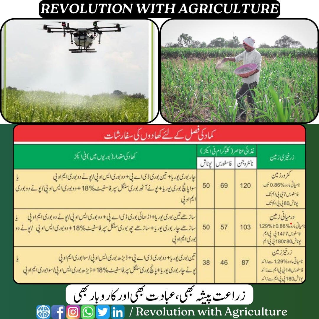 کماد کی فصل کے لیے کھادوں کے متعلق اہم سفارشات:
mumerjaved.com #revolutionwithagriculture
#Agriculture #farming #farmers #digitalagriculture #crops #farming  #fertilizers