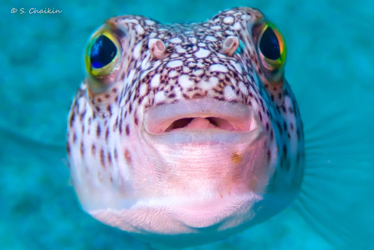I’m happy to share that I’m starting a new position as a Postdoctoral Fellow at Tel Aviv University!

I will focus on what traits characterize successful range-expanding species and patterns of trait-breadth changes in the recipient environment.