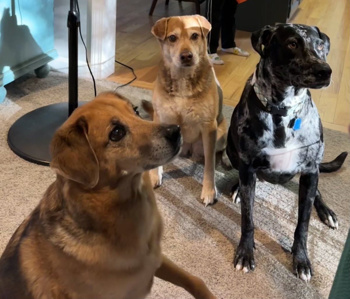 KellyMoore1586's tweet photo. This gorgeous girl is still waiting for her #furever home. Mabel is a 3.5 year old #catahoula #labrador mix. She has so much love to give 🐾💕 #AdoptDontShop #FostersSaveLives @stoolpresidente 
✅ house trained
✅ crated trained
✅ great with dogs
✅ great with kids https://t.co/YHIJZEw4Jn
