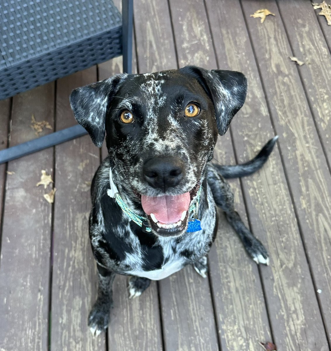 KellyMoore1586's tweet photo. This gorgeous girl is still waiting for her #furever home. Mabel is a 3.5 year old #catahoula #labrador mix. She has so much love to give 🐾💕 #AdoptDontShop #FostersSaveLives @stoolpresidente 
✅ house trained
✅ crated trained
✅ great with dogs
✅ great with kids https://t.co/YHIJZEw4Jn