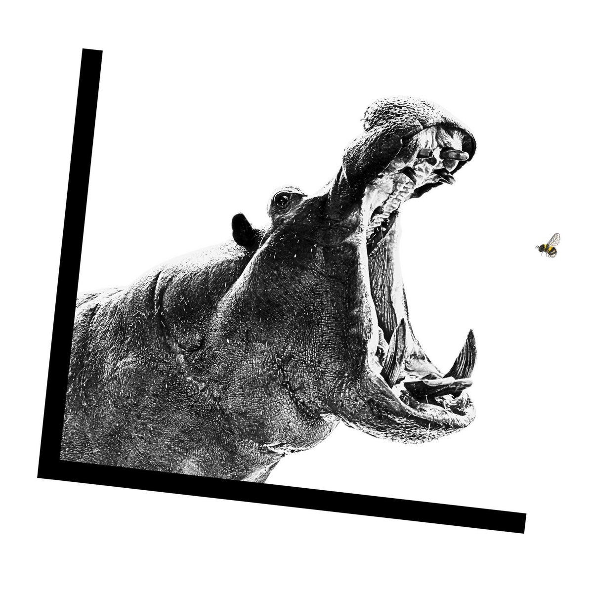 themcalgorithm's tweet image. Be still and know... INTUGY link in bio #intugy #hiphop #mentalhealth #selfawareness #animalinstinct