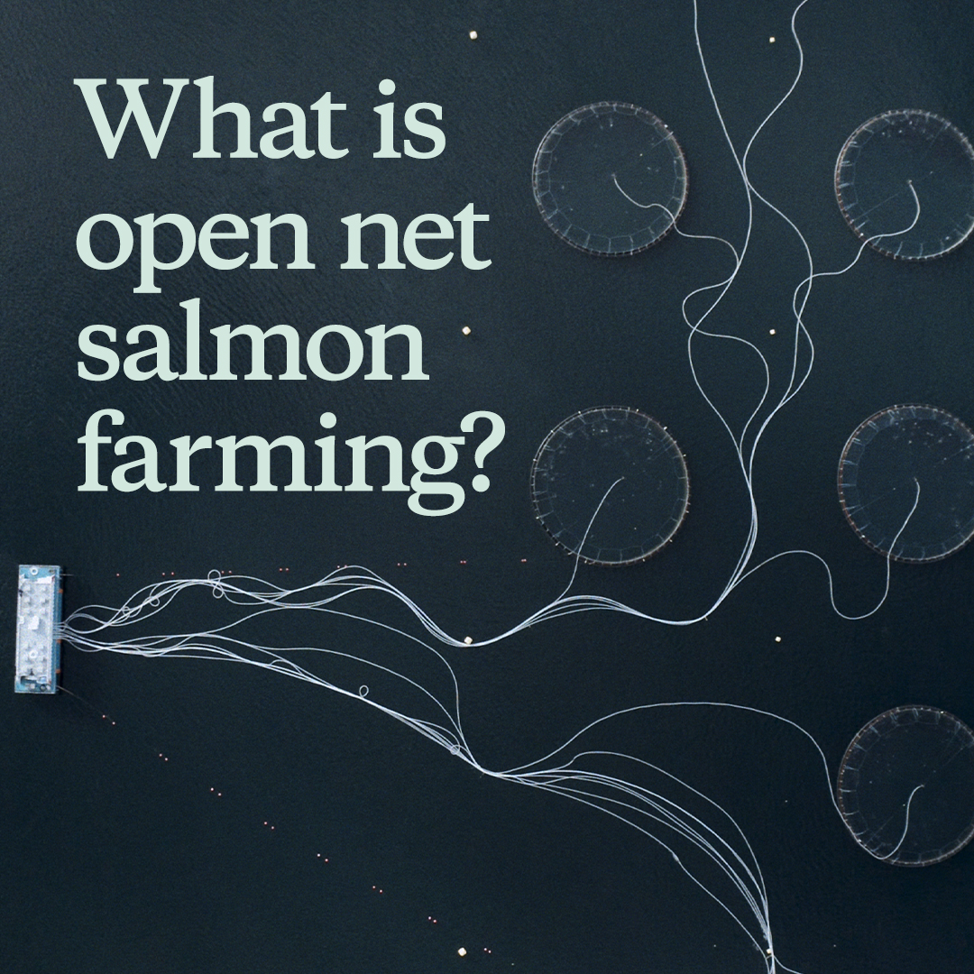 patagonia's tweet photo. Open-net salmon farming could contribute to wild salmon extinction, is polluting Iceland’s pristine coasts and is responsible for the mistreatment of farmed animals. https://t.co/iyFUZ67dg4