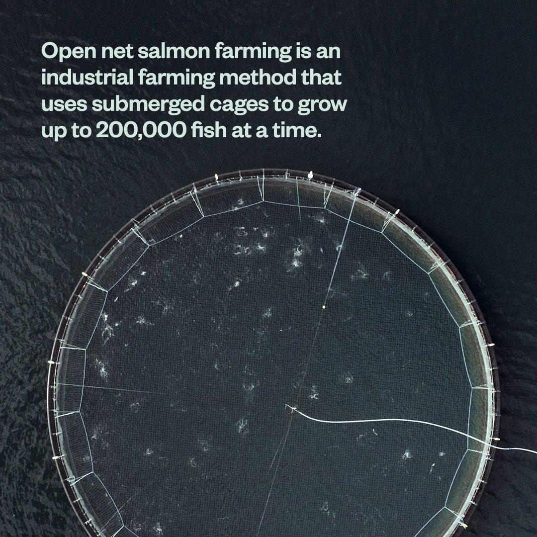 Open-net salmon farming could contribute to wild salmon extinction, is polluting Iceland’s pristine coasts and is responsible for the mistreatment of farmed animals.