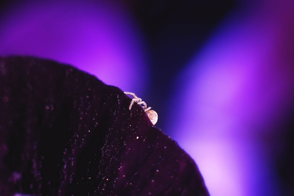 focalzero's tweet photo. Alien
the 8th passenger
Last year, I started to mint my #nft on the #XinFin #PrimeportXYZ #XDCNFT #XDSeaNFT marketplaces, it's by creating them that I understood why $xdc is so precious with a real Utility
#macro #photography #photo #SonyAlpha #A7R #Spider #Camera #art #nfts #xdc https://t.co/CiwNDDzbk8