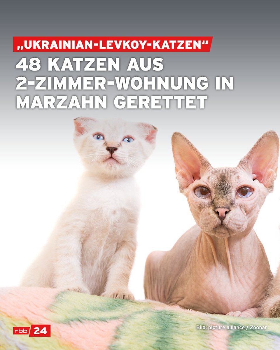 rbb24's tweet image. Es wurde die vermutlich letzte #Zucht von „Ukrainian-Levkoy-#Katzen“ in Deutschland gestoppt, so das Bezirksamt. Helfer dreier #Tierschutzvereine und die Polizei unterstützten das #Veterinäramt bei der Aktion. Die Tiere wurden auf Pflegestellen in mehrere Bundesländer verteilt.