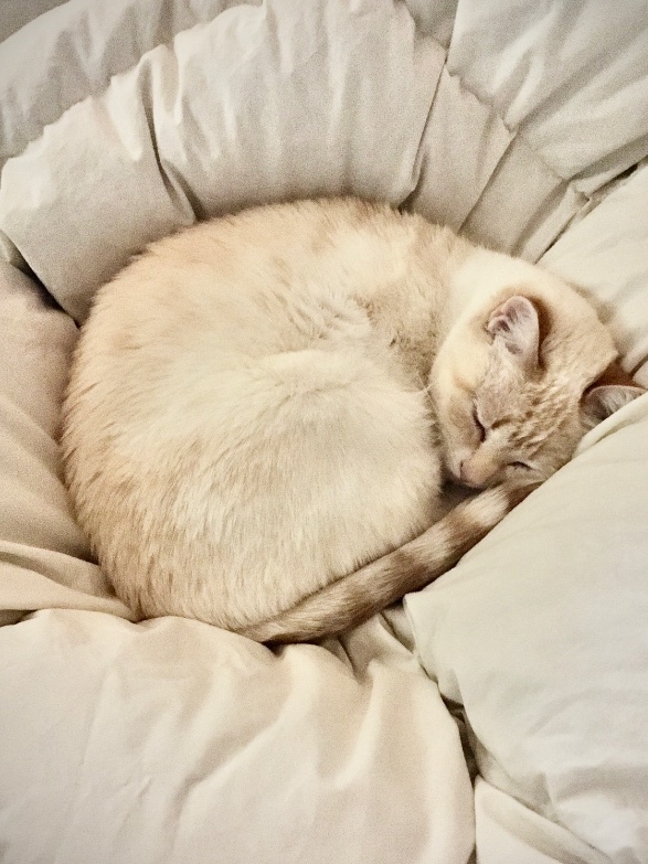 Angeline's sweet sleep,
Curled on down, a peaceful show.
Love's warmth fills the air.
#rescuecatsoftwitter #kittylove #haiku