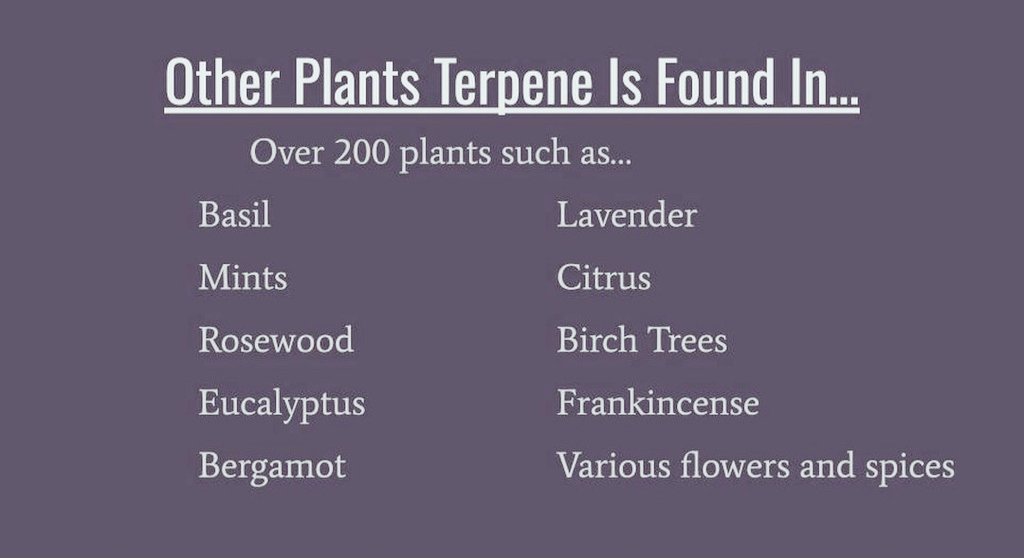 RahsticRoots's tweet photo. That time of month again, Terpene Time!!!
.
.
.
#terpene #science #cannabisfromtherootup #cannabisresearch #terpenetime #Linalool #themoreyouknow #knowledgeispower #cannabiseducation #cannabisscience #stayhappy #stayhigh #onelove #spreadknowledge #cannabisterpenes #cannabis https://t.co/0pgaDQSmko