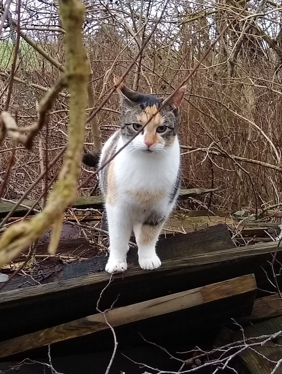 everchanging's tweet photo. @AllotmentCat with lots of tears and now it end with happy tears.

Thank you so much to all involved for making this possible! https://t.co/4OmsmZA6a3